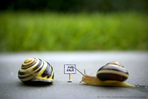 For Sale / For Snail