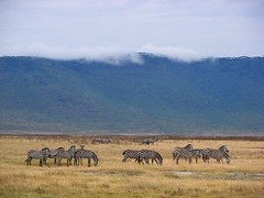 Day 08 Ngorongoro - Zebras