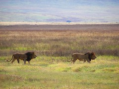 -Day 08 Ngorongoro - Lions