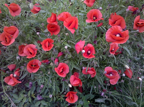 Popping poppies