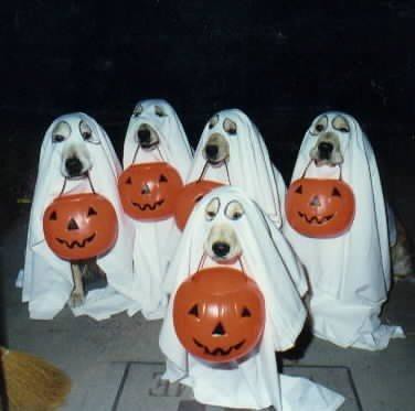 Dog Halloween Costumes by camplena