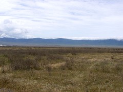 -Day 08 Ngorongoro - Wildebeest