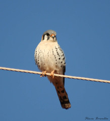 Falcão-americano ou quiriquiri (Falco sparverius)