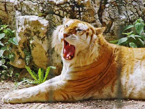 Yawning golden tiger by Tambako the Jaguar