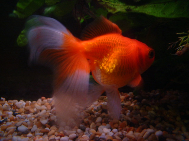 Little Goldfish