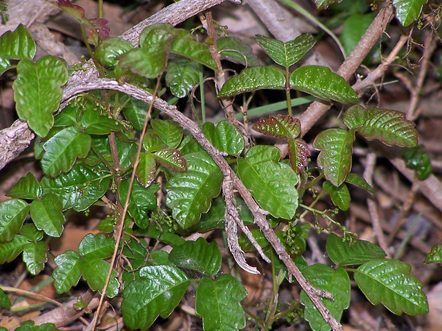 Photos of poison oak–poison ivy—poison sumac