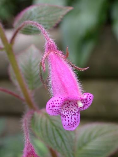 Seemannia gymnostoma flower
