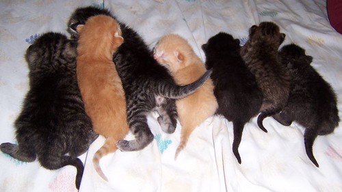 Seven Fuzzy Kittens