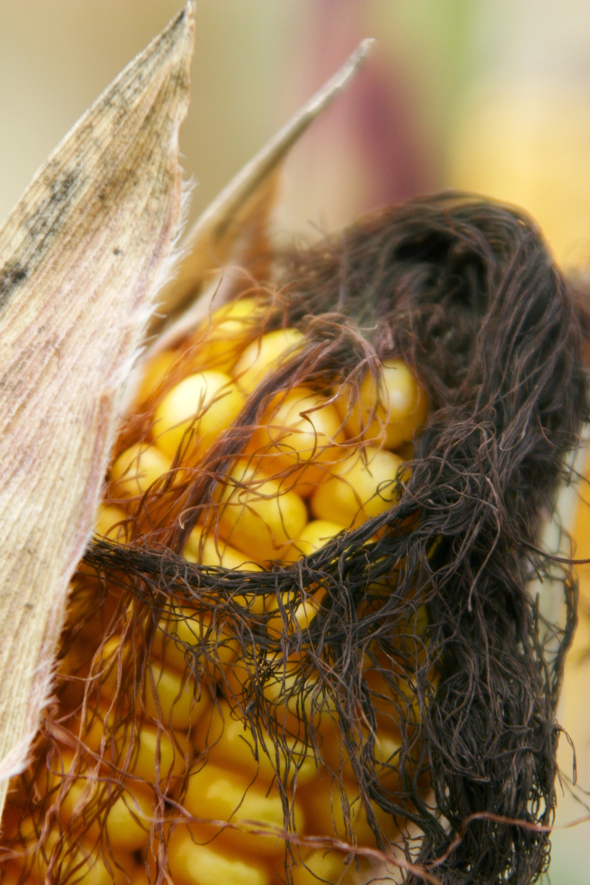 Field corn and tassel