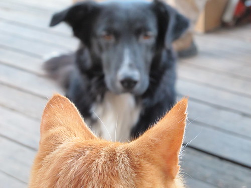 Cat VS. Dog
