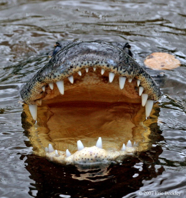 Crocodile With Mouth Open 99
