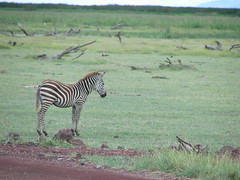 -Day 04 Manyara Antelopes and Zebras