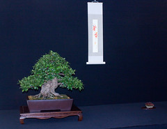 The Bonsai Club Show October 2010