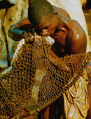 Argungu Fishing 1981 Nigeria