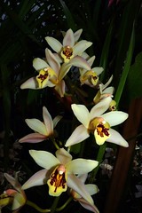 orchid hybrids i've bloomed #1 (full)