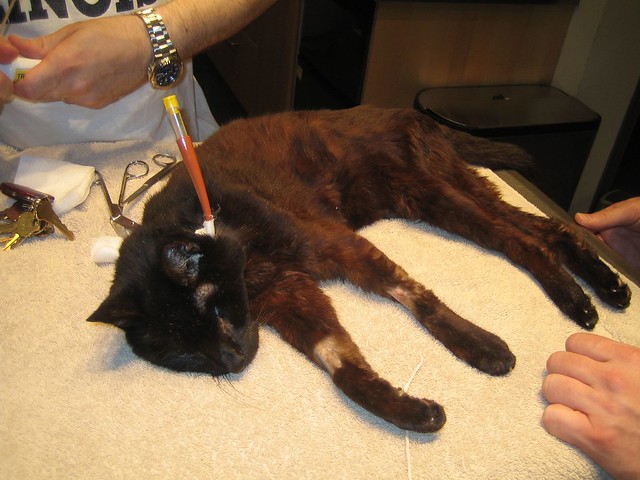 Baby gets a new feeding tube collar Flickr Photo Sharing!