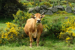Cow in Lozere