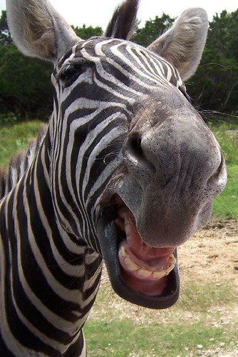 Zebra Showing Teeth 2