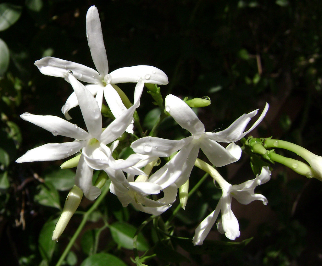 National Flower Of Pakistan Jasminum Officinale Locally Called Chambeili Flowers Plants Flores