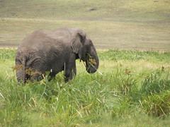 -Day 08 Ngorongoro - Elephants