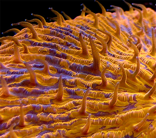 plate coral detail &nbsp;#352