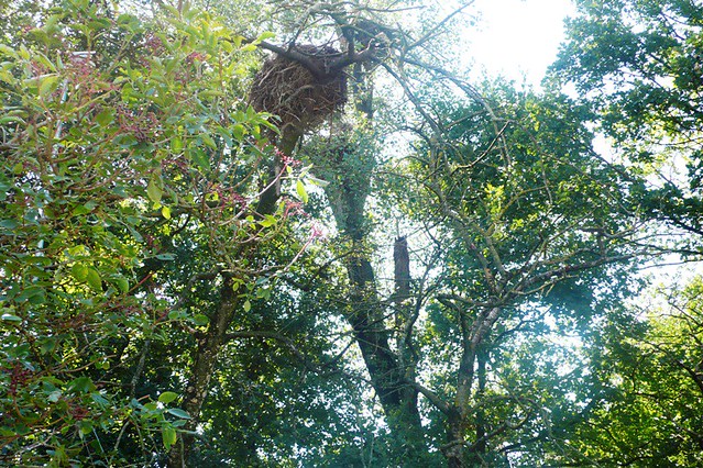 Stork nests at Altreu