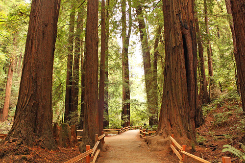 Coastal Redwoods, Muir Woods
