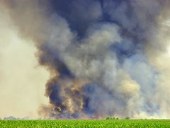 Wheat Field Fires