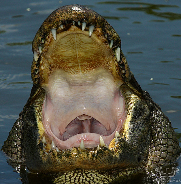 Alligator Mouth,Made Explore May 15th #392 | Gatorland scott… | Flickr
