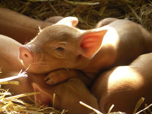 piglets in sunshine