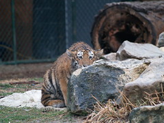 Tiger Cubs - Saint Louis Zoo