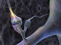 Synapse in Brain