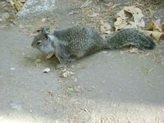 Squirrel / Ecureuil