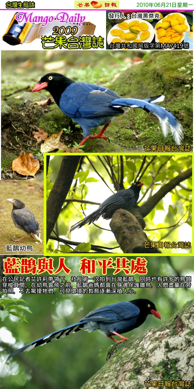 100621芒果台灣誌--台灣生物誌--陽明山國家公園的藍鵲02