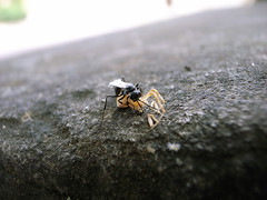 Wasp Dismembering Spider