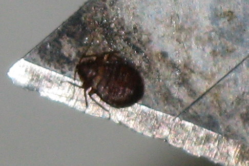 Live bed bug | Live adult bed bug on the edge of a knife. Th ...