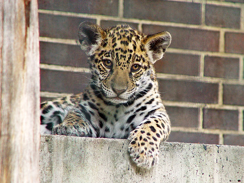 Just cute! by Tambako the Jaguar