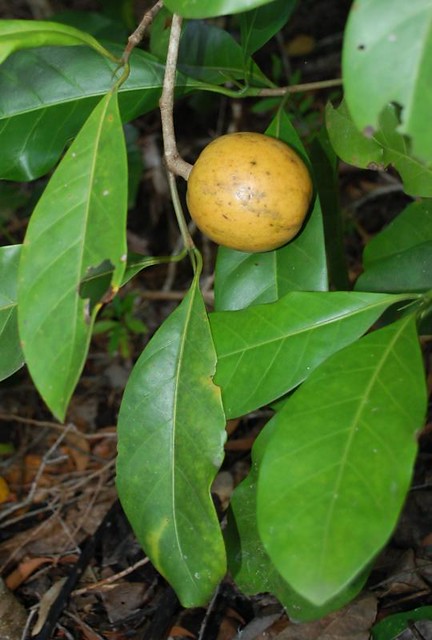 Atractocarpus fitzalanii (Brown Gardenia)
