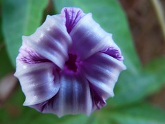 Morning glory, the evening before