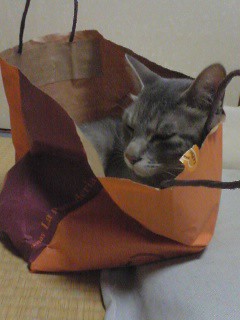 Image result for cats inside purse