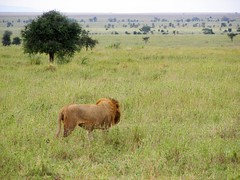 Day 07 Serengeti - Lions