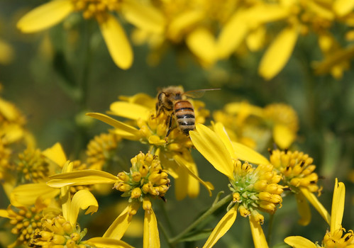 Honeybee on wingstem, Verbesina alternifolia