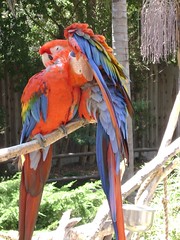 Parrot / Perroquet