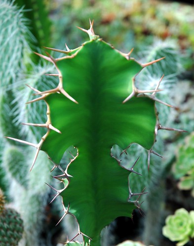 Cactus... by maya_dragonfly