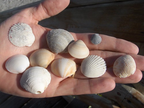 Shells by Joe Shlabotnik