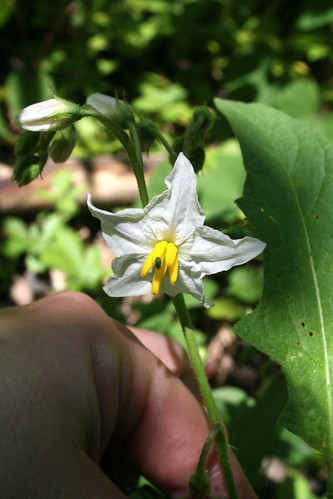 Carolina horsenettle, Solanum carolinense