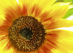 Eye of the Sunflower