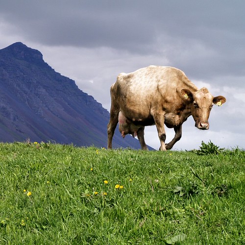 Cow by Atli Harðarson