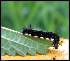 Caterpillars / Rupsen