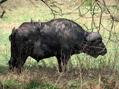 Day 06 Serengeti - Buffaloes